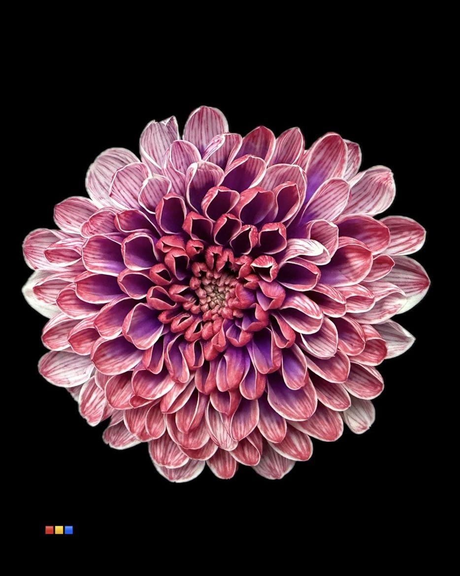 Срезанные цветы оптом Chrys sp paint altaj passion от 40шт из Голландии с доставкой по России