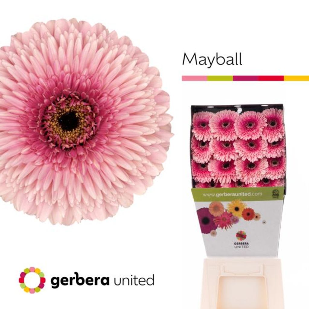 Срезанные цветы оптом Gerbera diamond pomponi mayball от 45шт из Голландии с доставкой по России