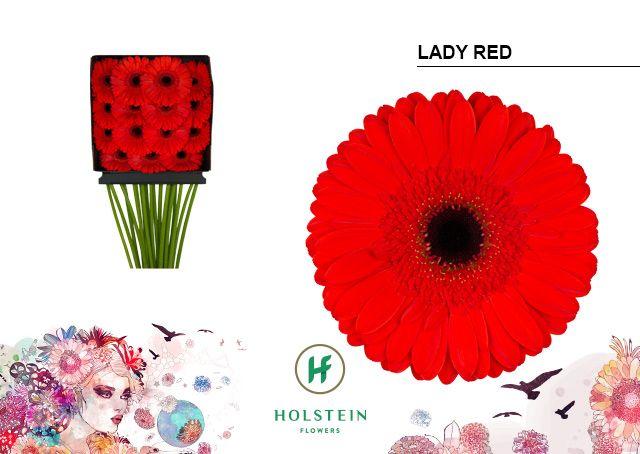 Срезанные цветы оптом Gerbera diamond lady red от 15шт из Голландии с доставкой по России
