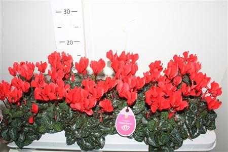 Горшечные цветы и растения оптом Cycl Kl Midori Syn Red от 12шт (для телеги) из Голландии с доставкой по России