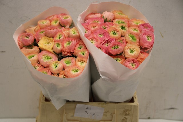 Срезанные цветы оптом Ranunculus clooney tuareq от 60шт из Голландии с доставкой по России