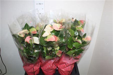 Горшечные цветы и растения оптом Anthu An Fantasy Lov 7+ от 6шт из Голландии с доставкой по России