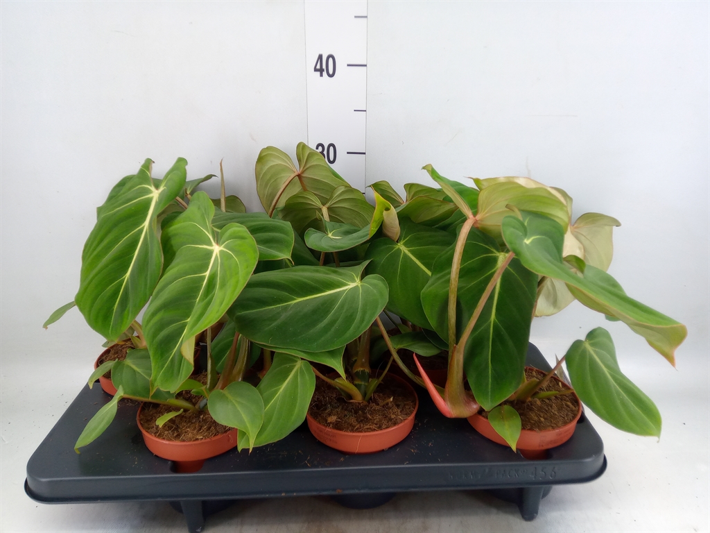 Горшечные цветы и растения оптом Philodendron Gloriosum от 6шт из Голландии с доставкой по России