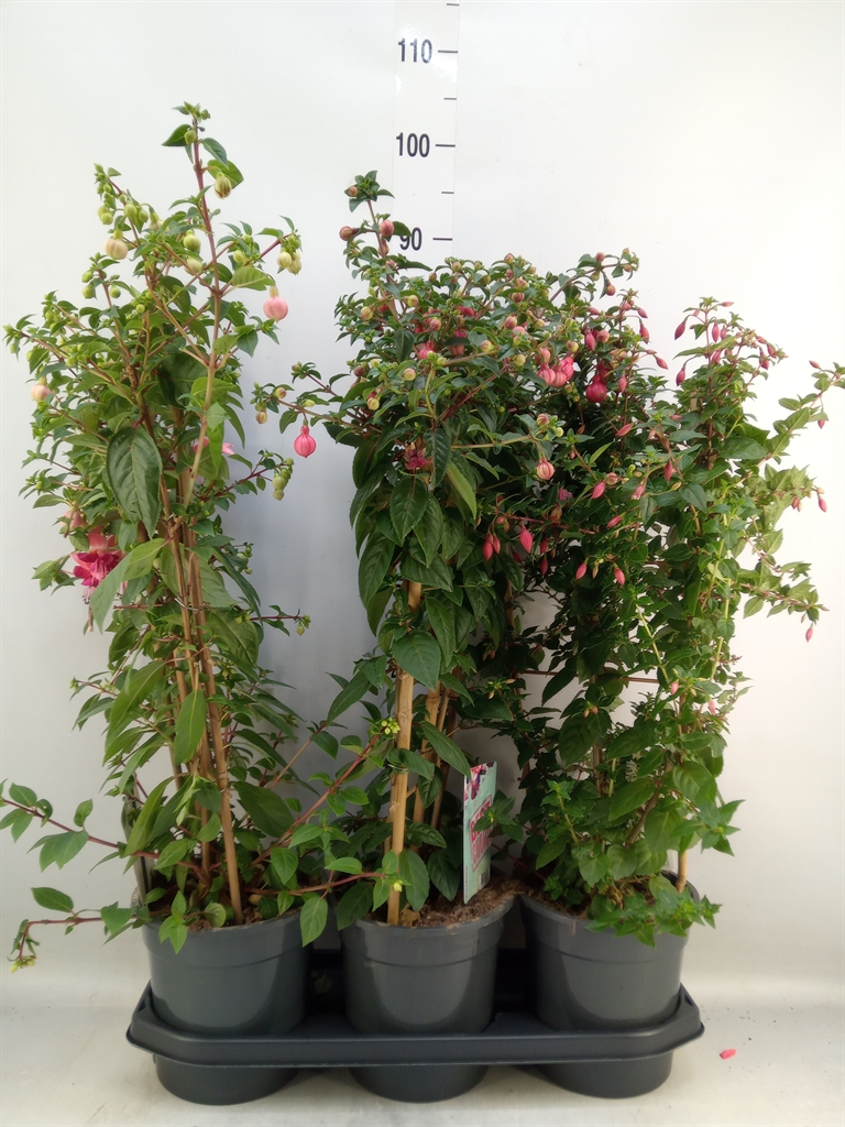 Горшечные цветы и растения оптом Fuchsia   ... от 3шт из Голландии с доставкой по России