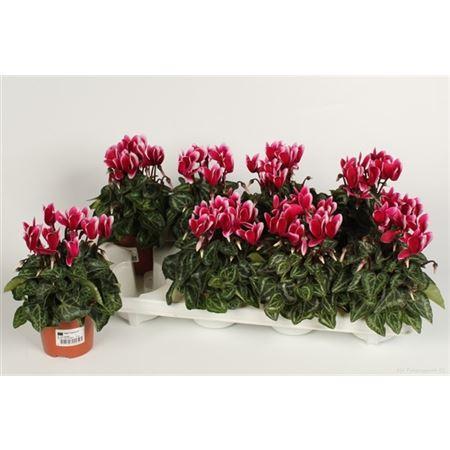 Горшечные цветы и растения оптом Cyclamen Kl Fantasia Magenta от 8шт (для телеги) из Голландии с доставкой по России