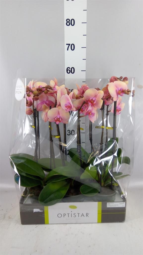 Горшечные цветы и растения оптом Phalaenopsis ...rose от 6шт из Голландии с доставкой по России