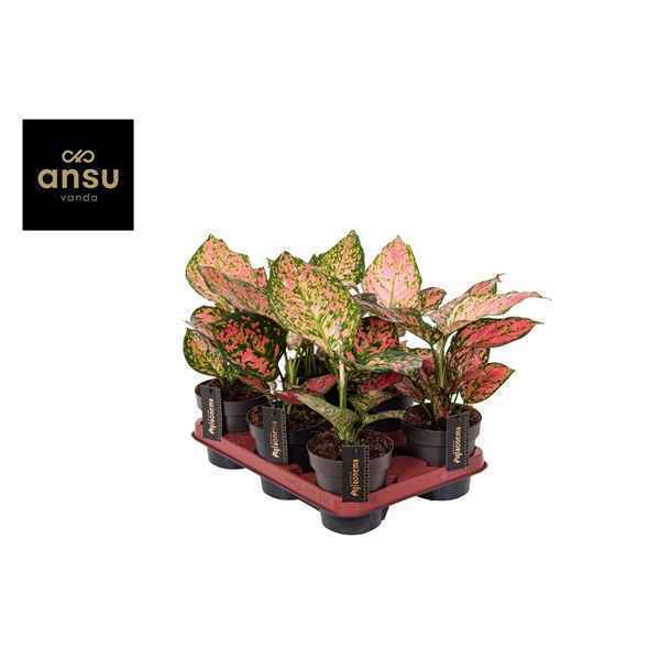 Горшечные цветы и растения оптом Aglaonema Crimson Love от 6шт из Голландии с доставкой по России