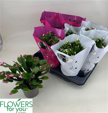 Горшечные цветы и растения оптом Schlumb Gem 2 Kl 45 Bloemen+ от 9шт из Голландии с доставкой по России