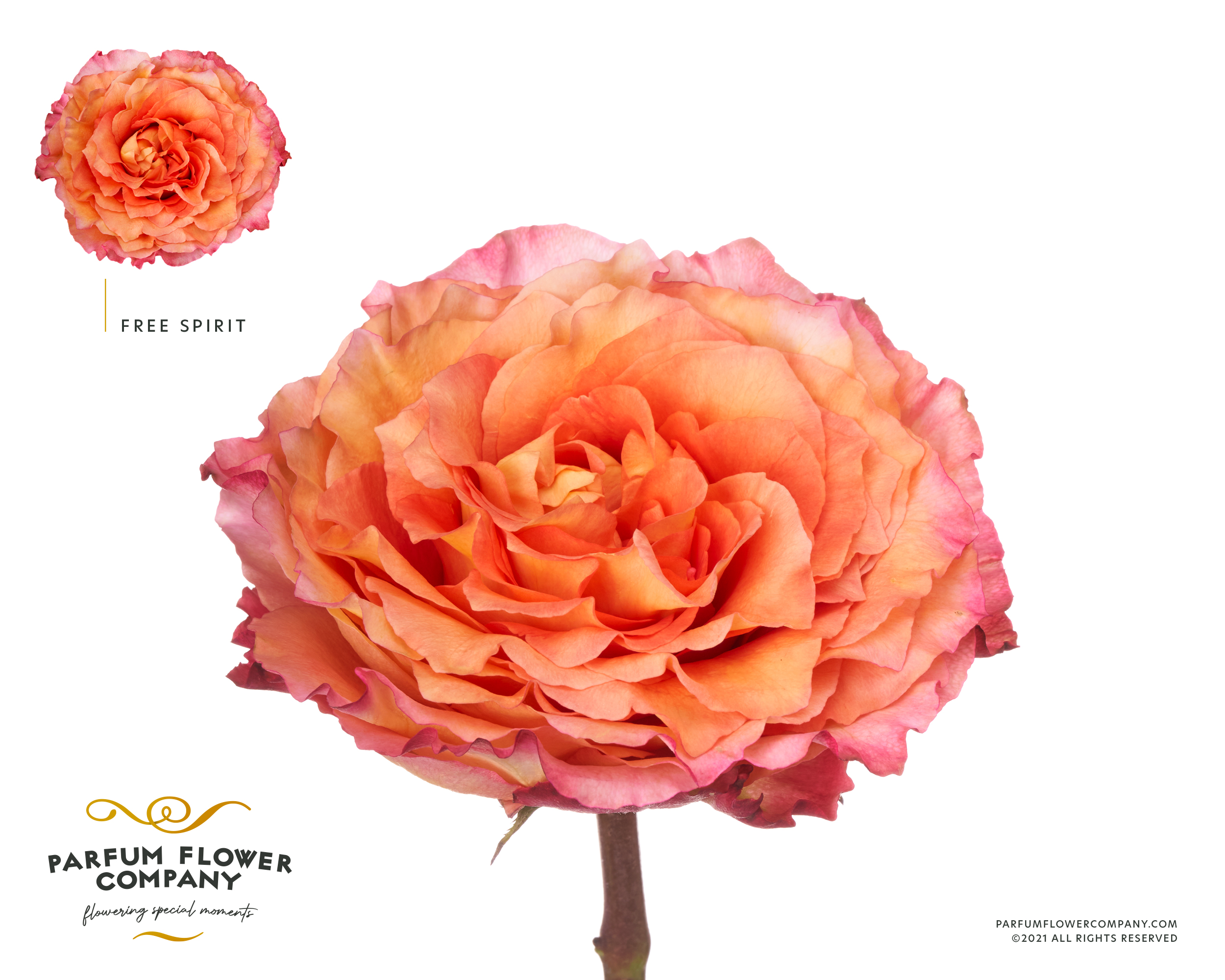 Срезанные цветы оптом Rosa la garden free spirit (scented) от 24шт из Голландии с доставкой по России