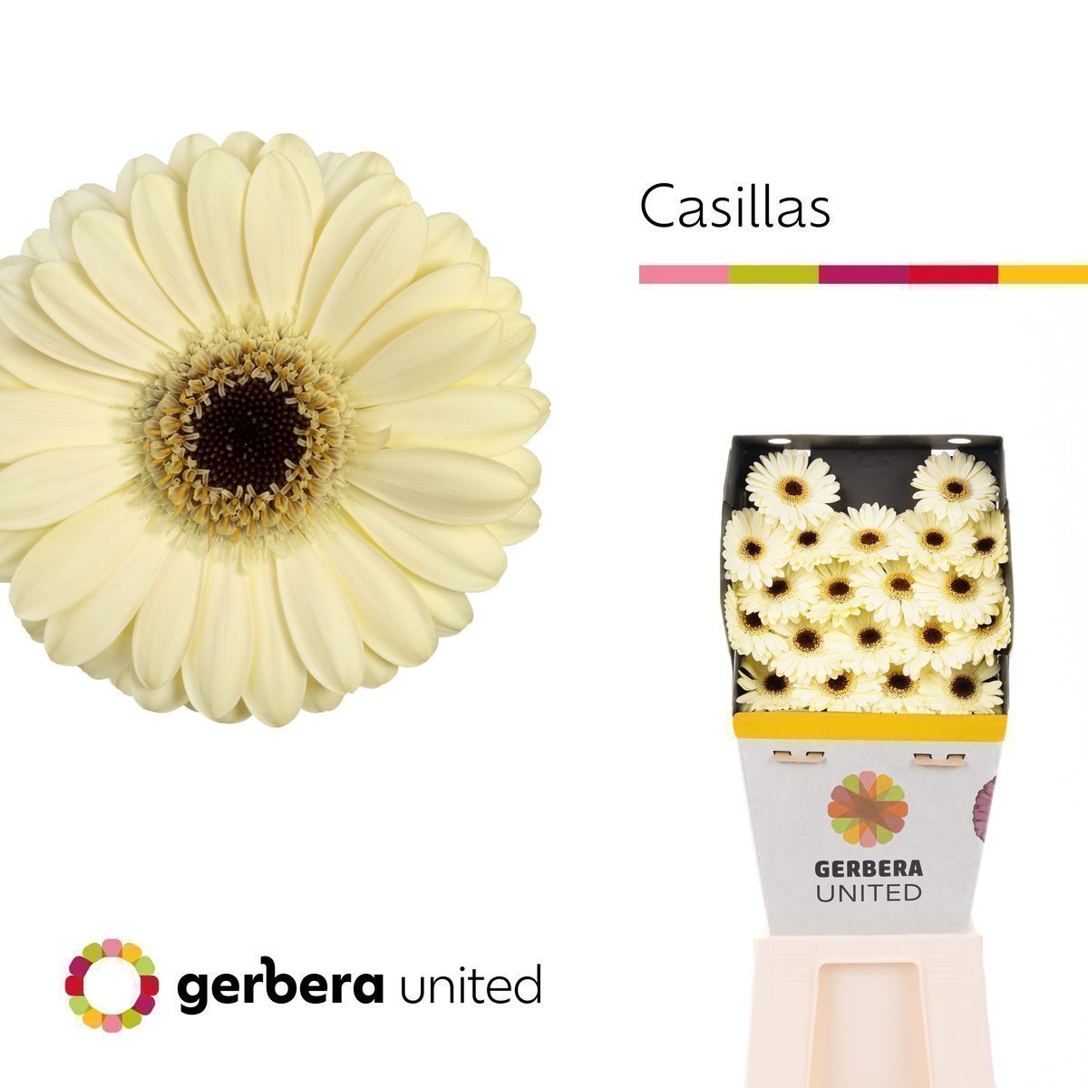Срезанные цветы оптом Germini diamond casillas+ от 80шт из Голландии с доставкой по России