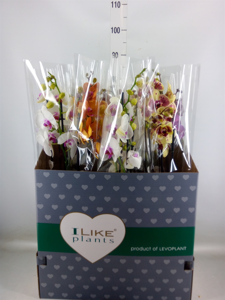 Горшечные цветы и растения оптом Phalaenopsis   ...mix от 12шт из Голландии с доставкой по России