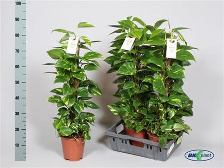 Горшечные цветы и растения оптом Epipr Mosstok 80 Mos 9 Stekken 90cm от 5шт из Голландии с доставкой по России