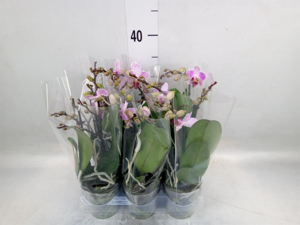 Горшечные цветы и растения оптом Phalaenopsis Multi. lili от 6шт (для телеги) из Голландии с доставкой по России