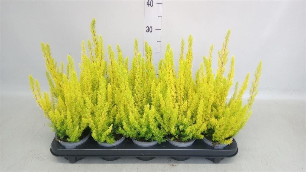 Горшечные цветы и растения оптом Erica Arborea albe от 10шт из Голландии с доставкой по России
