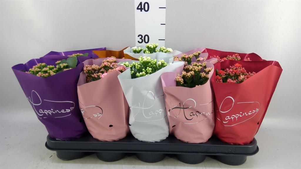 Горшечные цветы и растения оптом Kalanchoe Blos. perfecta ..mix 5 от 10шт из Голландии с доставкой по России