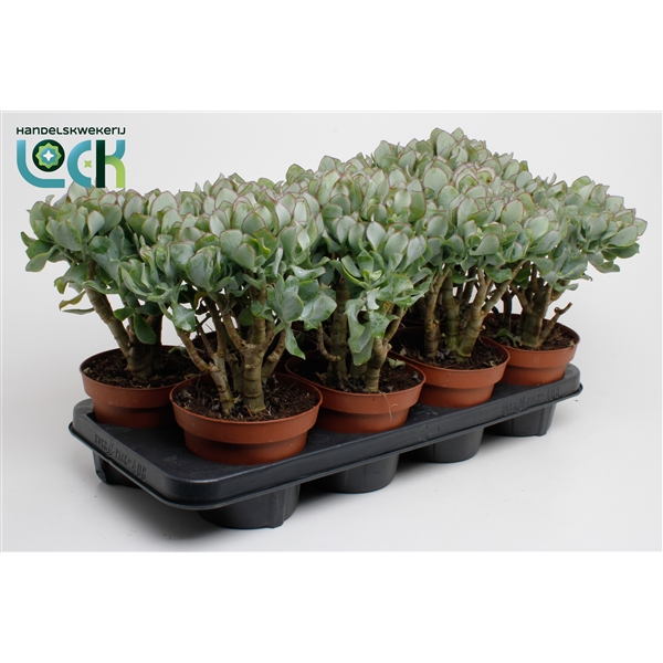 Горшечные цветы и растения оптом Crassula Cristaat (arborescens Undilatifolia) от 8шт из Голландии с доставкой по России