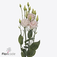 Срезанные цветы оптом Lisianthus do chaconne wedding pink от 140шт. из Голландии с доставкой по России