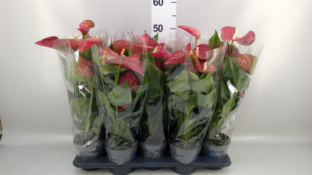 Горшечные цветы и растения оптом Anthurium Andr. karma Red от 10шт из Голландии с доставкой по России