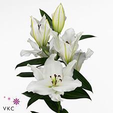 Срезанные цветы оптом Lilium or sisto от 40шт из Голландии с доставкой по России