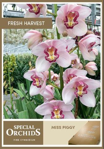 Срезанные цветы оптом Cymbidium pink miss piggy от 9шт. из Голландии с доставкой по России