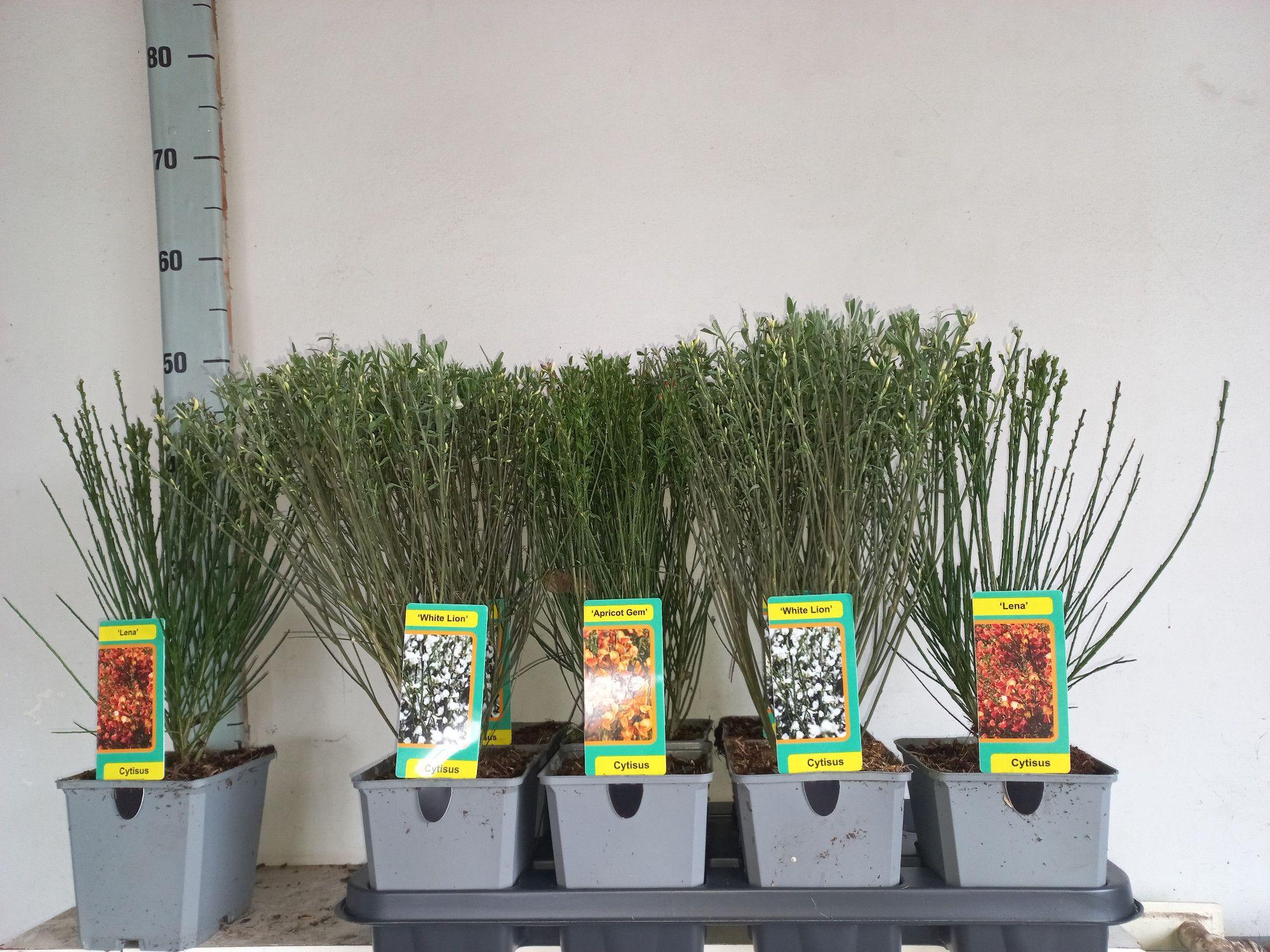 Горшечные цветы и растения оптом Cyti Pr Ov от 8шт из Голландии с доставкой по России