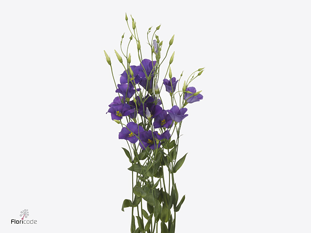 Срезанные цветы оптом Lisianthus si botanic blue от 20шт из Голландии с доставкой по России