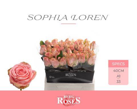 Срезанные цветы оптом Rosa large sophia loren от 40шт из Голландии с доставкой по России