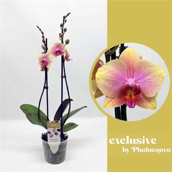 Горшечные цветы и растения оптом Phal 2st Malmo 14+ 9 Phalaenova ) от 10шт из Голландии с доставкой по России