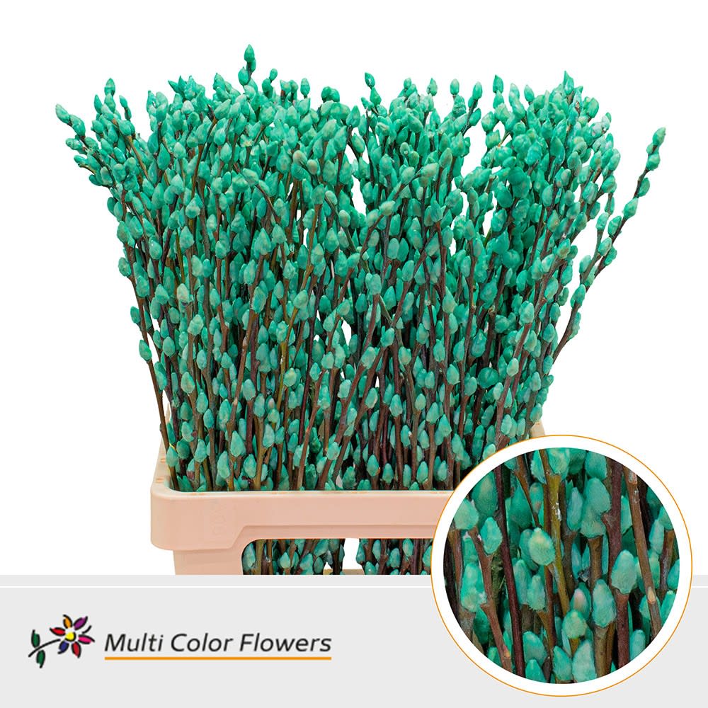 Срезанные цветы оптом Salix paint pussy willow ice blue от 200шт. из Голландии с доставкой по России