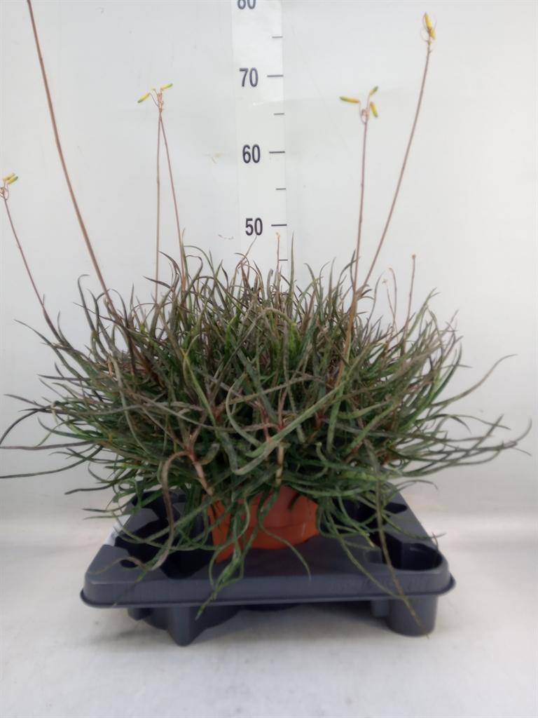 Горшечные цветы и растения оптом Aloe от 1шт из Голландии с доставкой по России