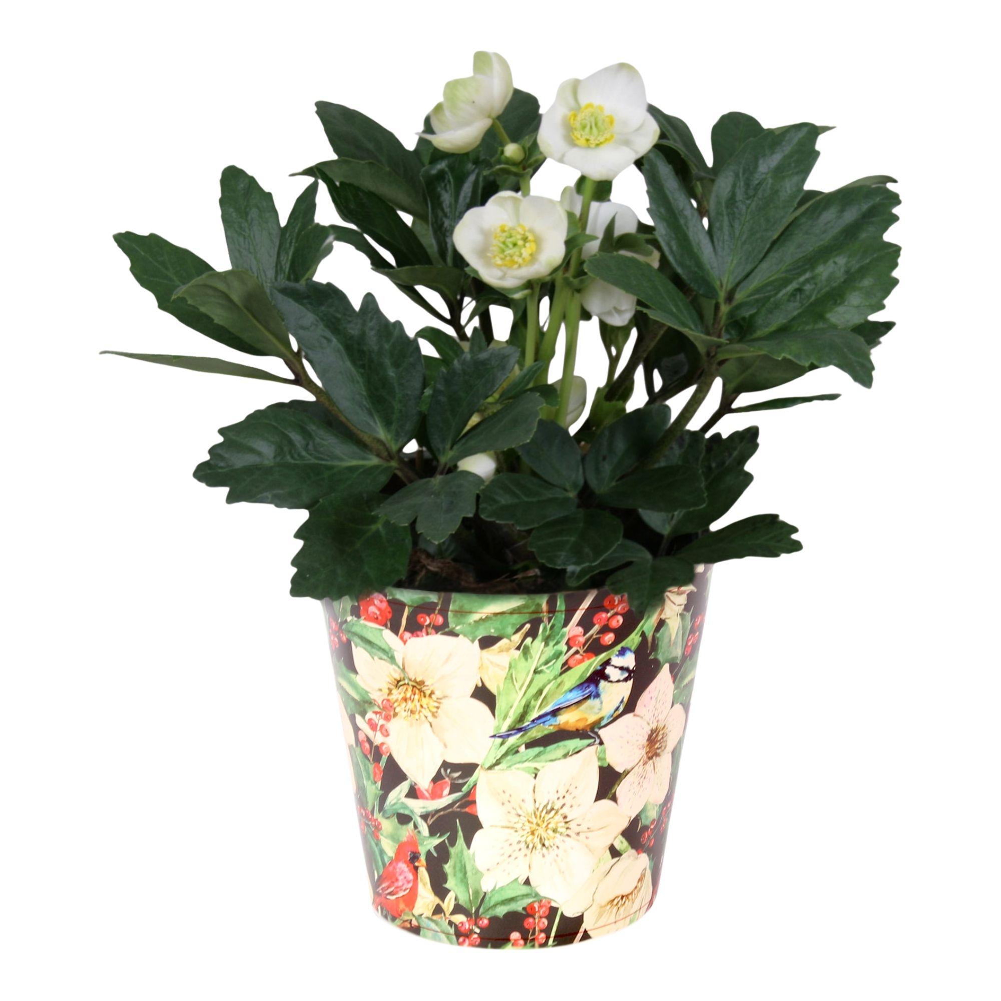 Горшечные цветы и растения оптом Helleborus N. Christmas Carol Beker от 6шт из Голландии с доставкой по России
