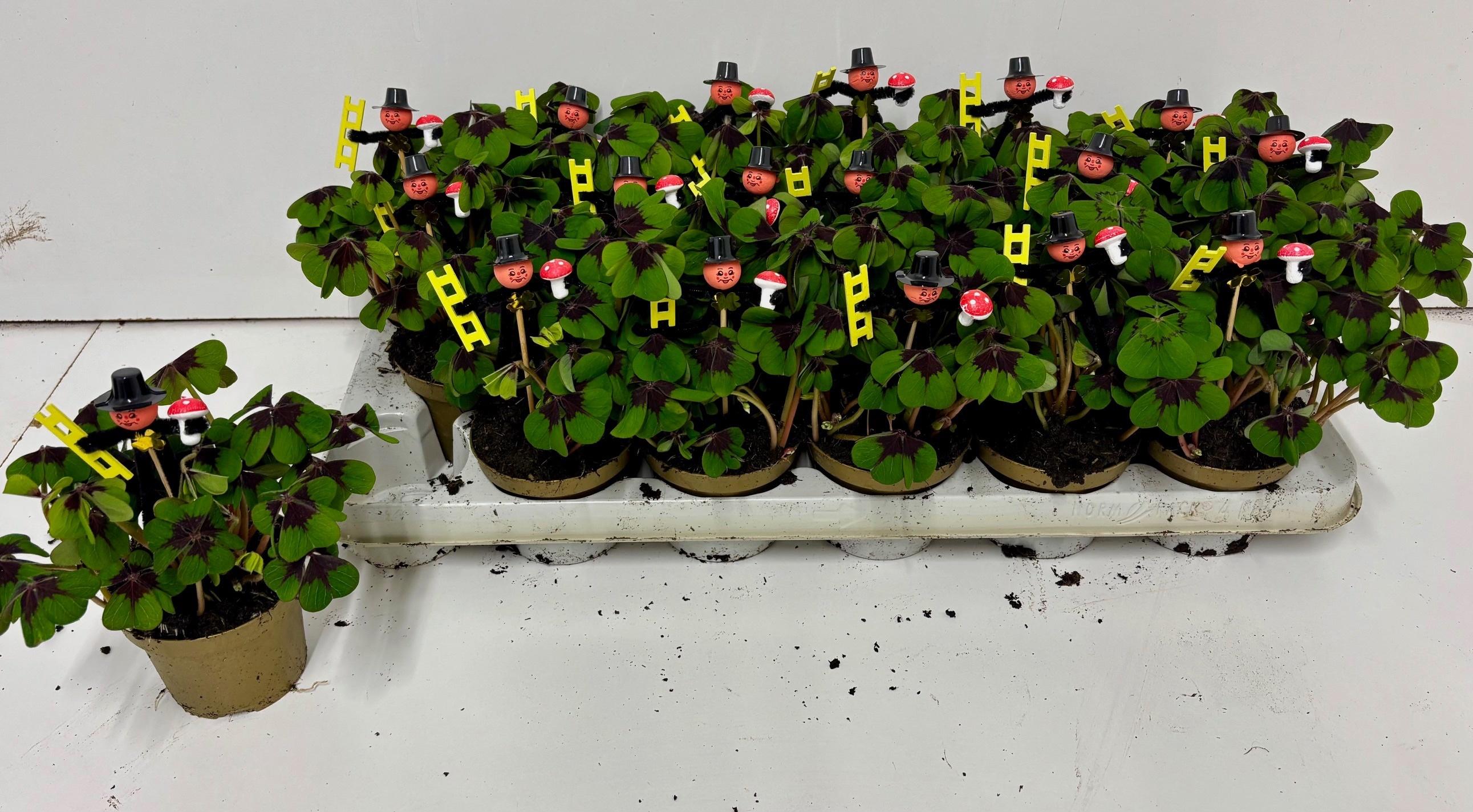 Горшечные цветы и растения оптом Oxalis Deppei от 18шт (для телеги) из Голландии с доставкой по России