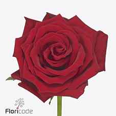 Срезанные цветы оптом Rosa la red bentley от 60шт из Голландии с доставкой по России