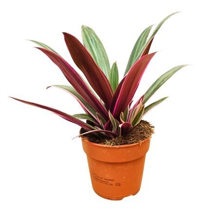 Горшечные цветы и растения оптом Tradescantia Spathacea Sitara от 10шт из Голландии с доставкой по России