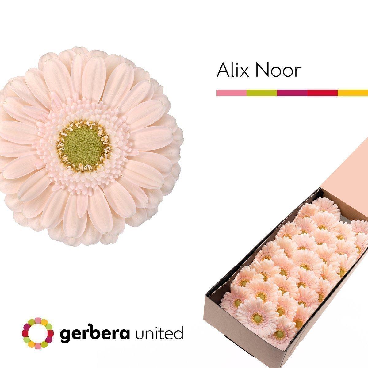 Срезанные цветы оптом Germini alix-noor от 30шт из Голландии с доставкой по России