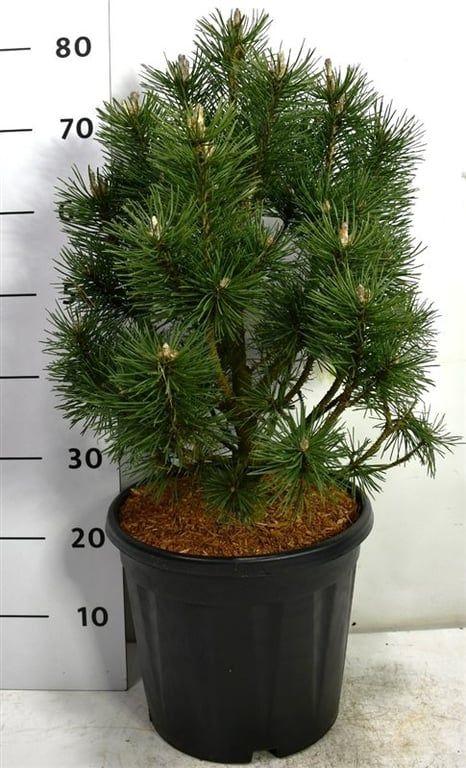 Горшечные цветы и растения оптом Pinus Mugo Columbo от 1шт из Голландии с доставкой по России