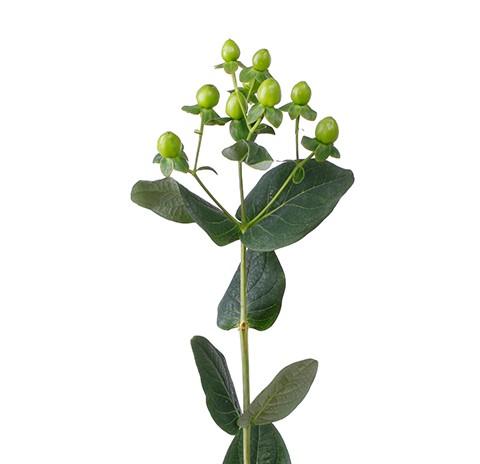 Срезанные цветы оптом Hypericum coco bamboo от 80шт из Голландии с доставкой по России