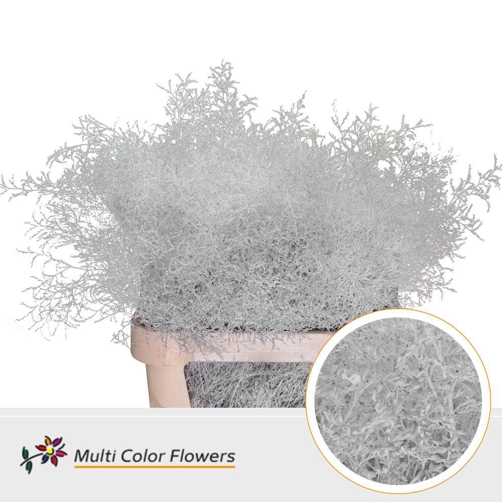 Срезанные цветы оптом Limonium beltlaard paint white от 25шт из Голландии с доставкой по России