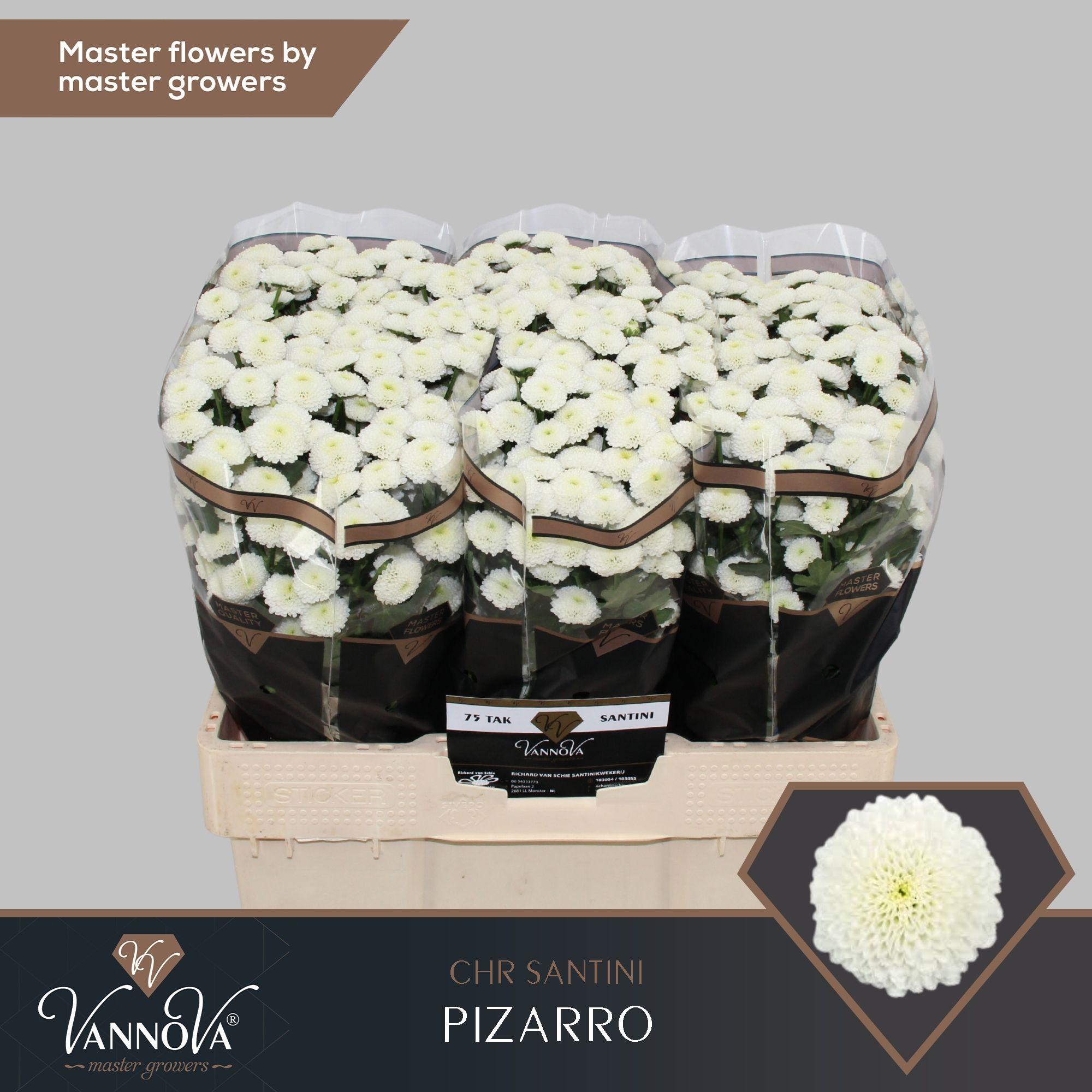 Срезанные цветы оптом Chrys sa pizarro от 75шт. из Голландии с доставкой по России