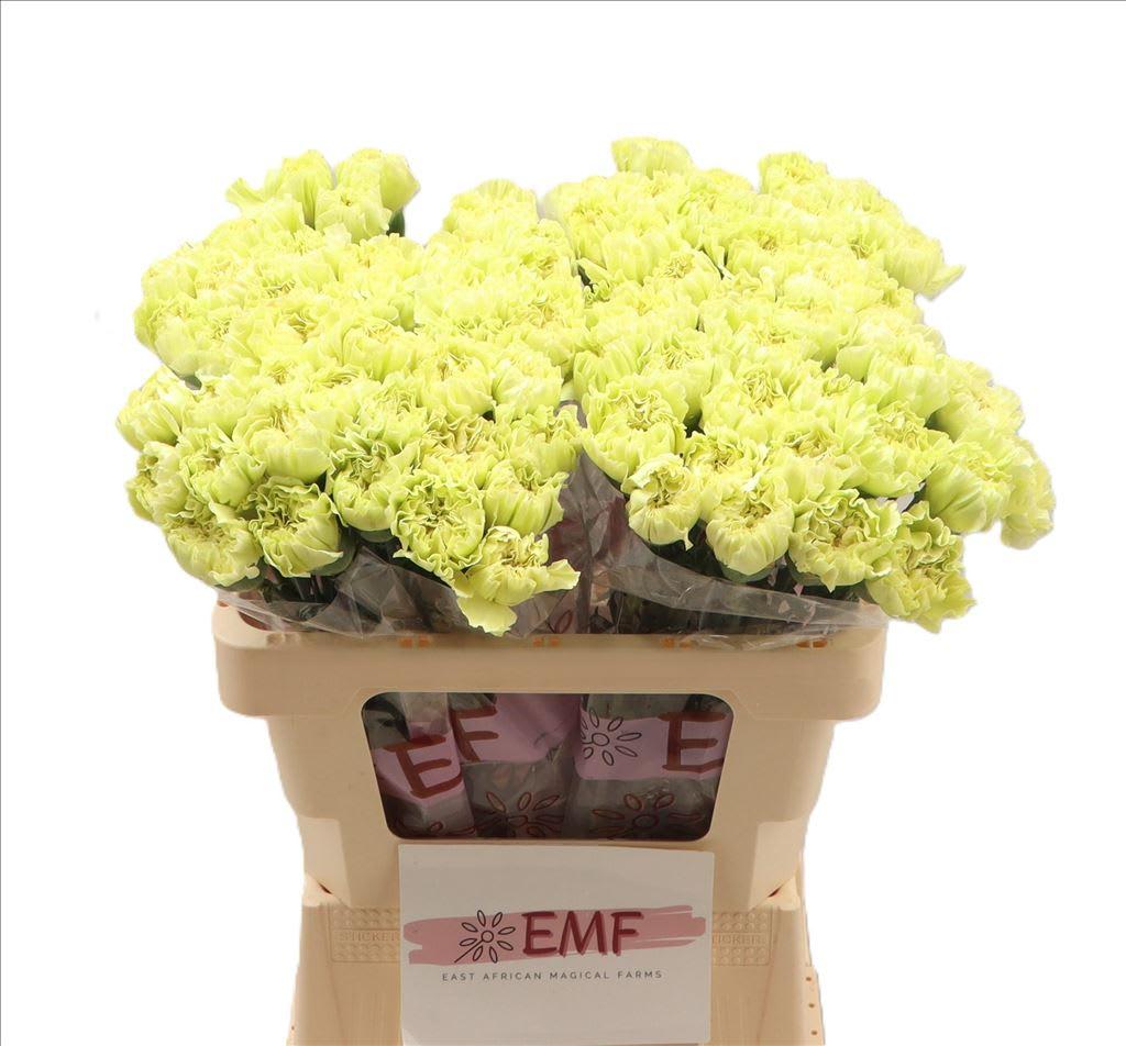 Срезанные цветы оптом Dianthus st wasabi от 80шт из Голландии с доставкой по России