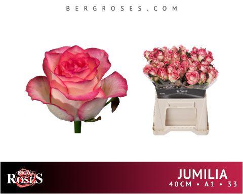 Срезанные цветы оптом Rosa large jumilia от 40шт. из Голландии с доставкой по России