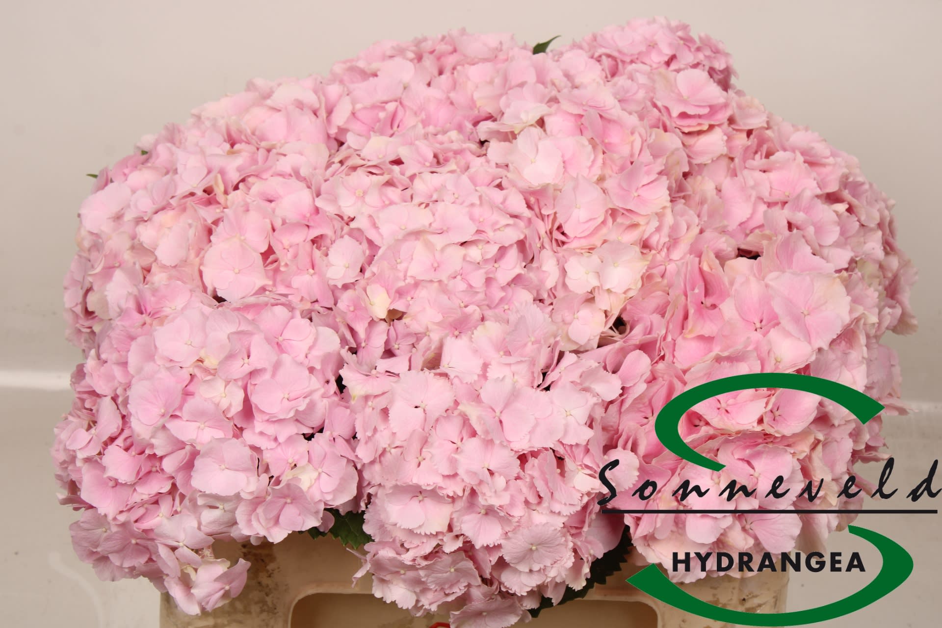 Срезанные цветы оптом Hydrangea verena от 10шт.. из Голландии с доставкой по России