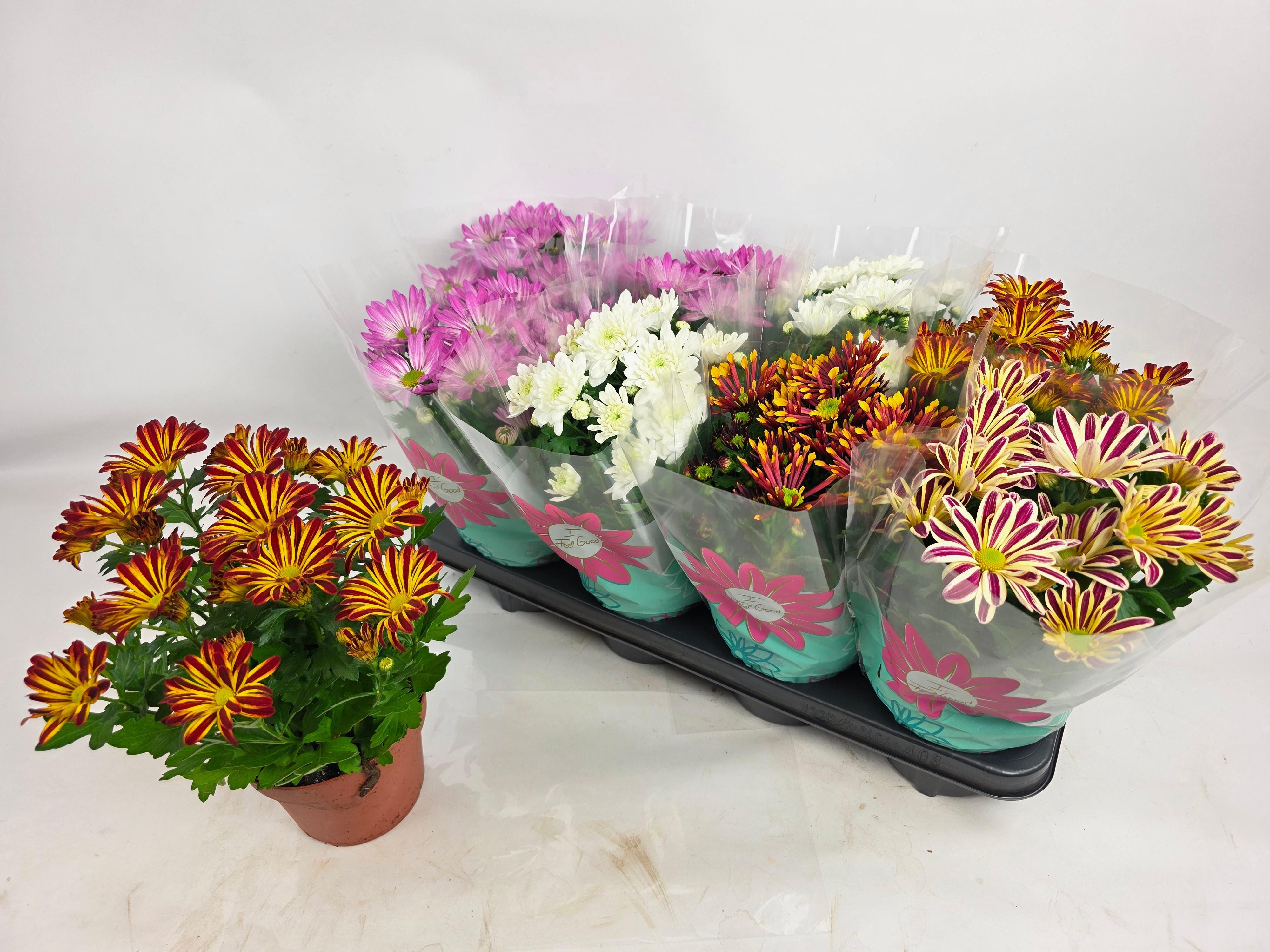 Горшечные цветы и растения оптом Chrys Gem 5 Kl от 8шт из Голландии с доставкой по России