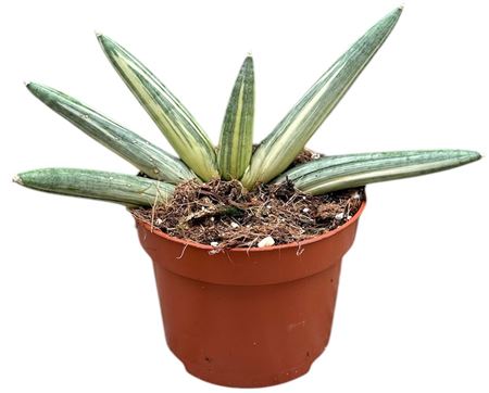 Горшечные цветы и растения оптом Sansevieria Boncel Variegata от 1шт из Голландии с доставкой по России