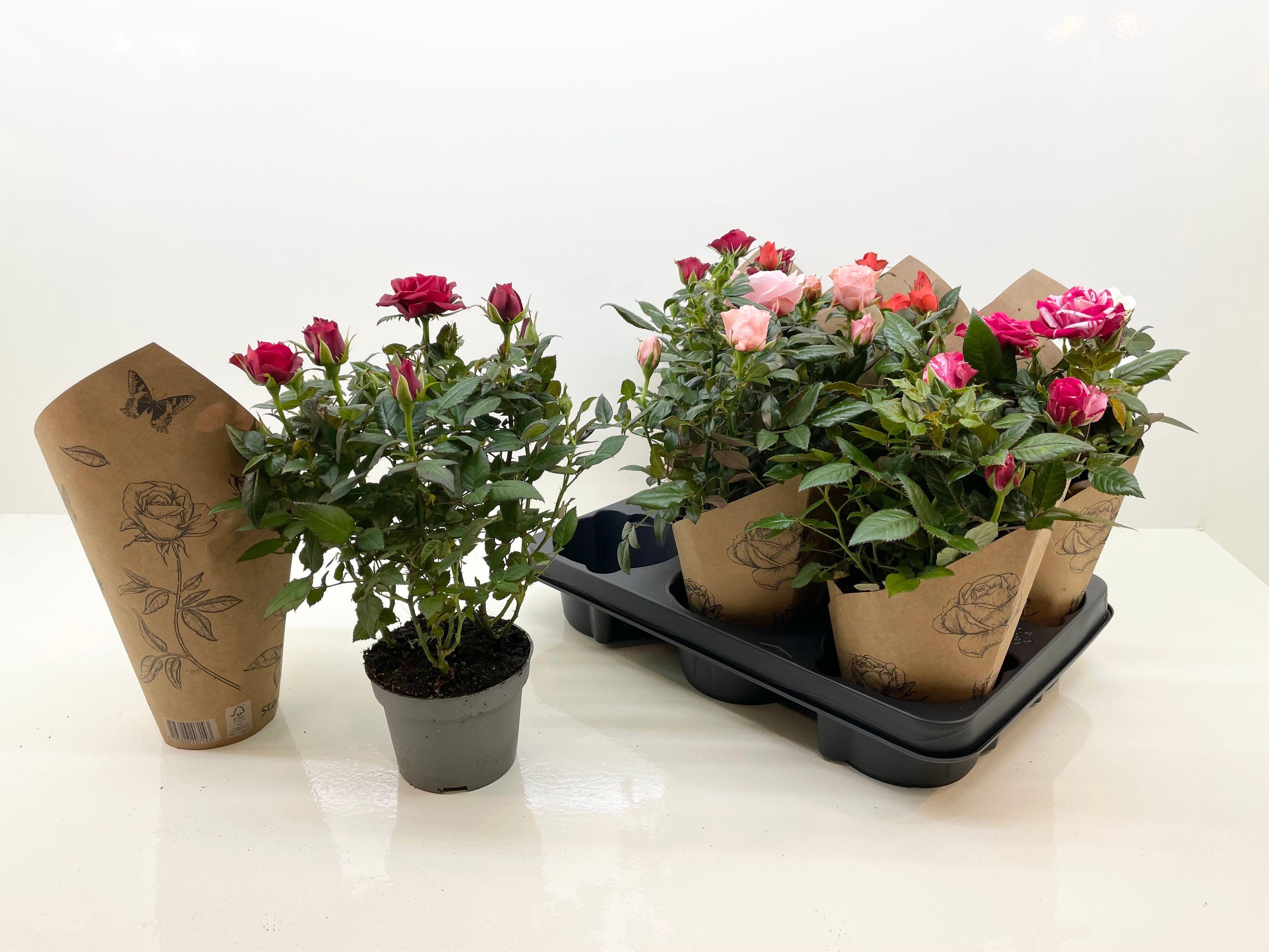 Горшечные цветы и растения оптом Ro Star Roses Gem от 6шт из Голландии с доставкой по России