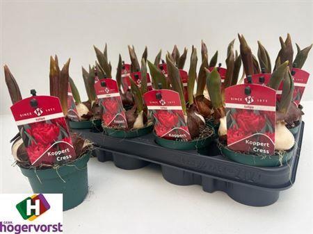 Горшечные цветы и растения оптом Tul Ov от 12шт (для телеги) из Голландии с доставкой по России