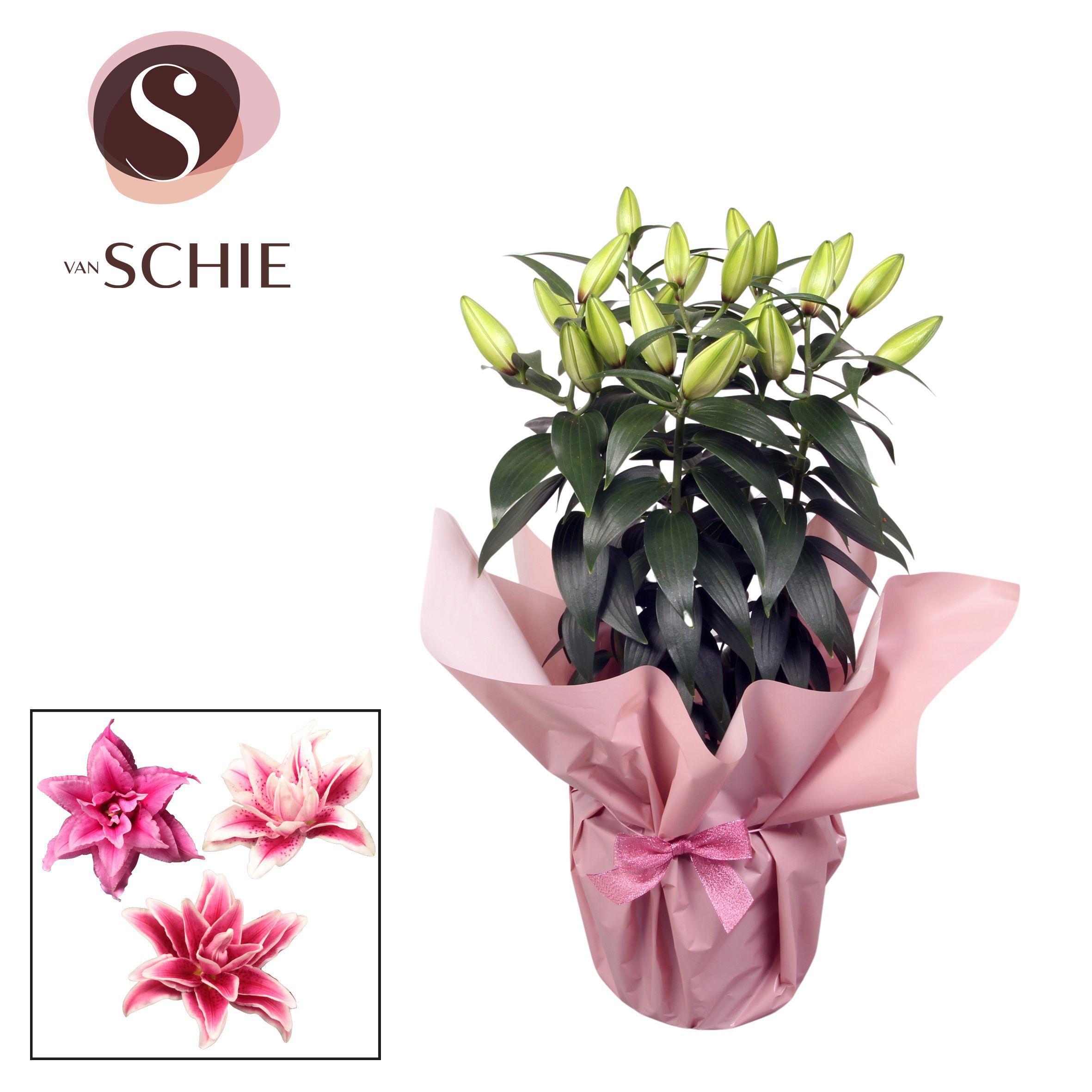 Горшечные цветы и растения оптом Lilium Or Roselily Pink 5pp Rondella от 5шт из Голландии с доставкой по России