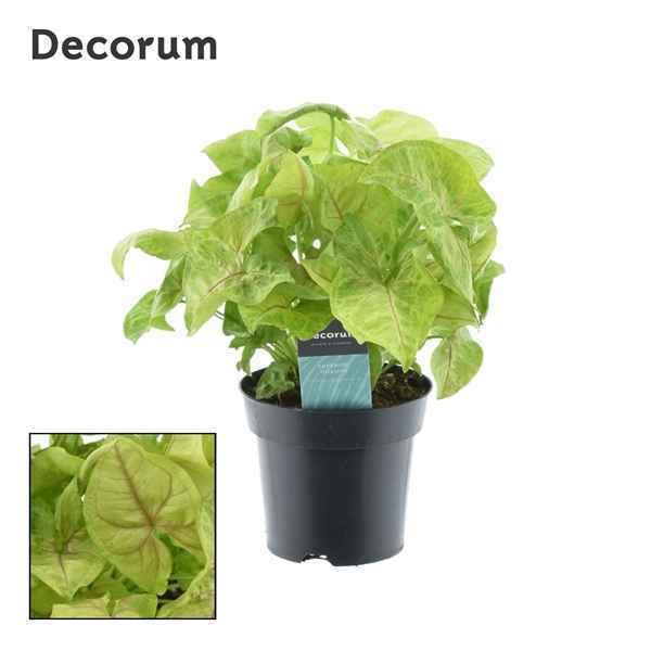 Горшечные цветы и растения оптом Syngonium Golden Feel Green (decoru от 6шт из Голландии с доставкой по России