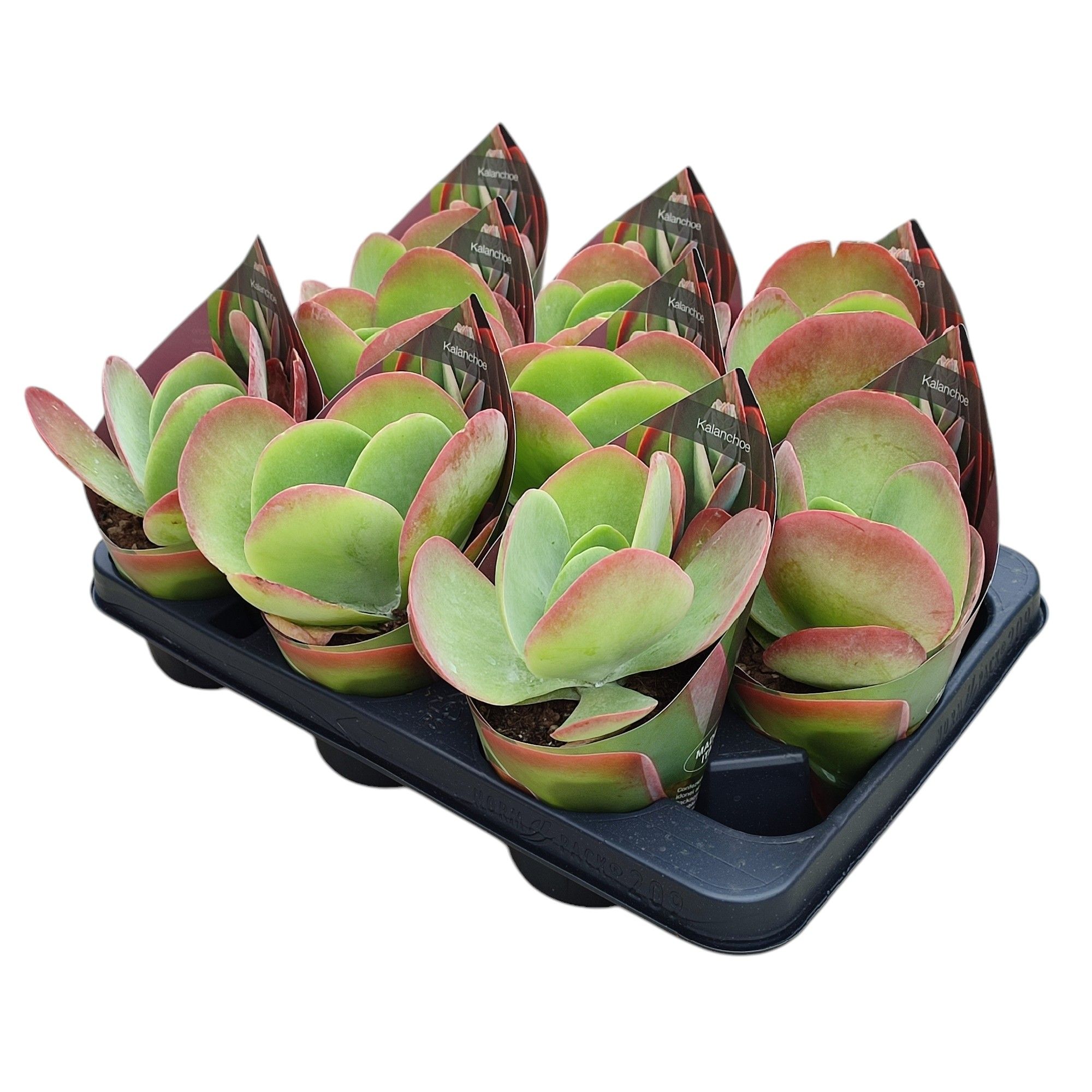 Горшечные цветы и растения оптом Kalanchoe Thyrsiflora Potcover от 9шт из Голландии с доставкой по России