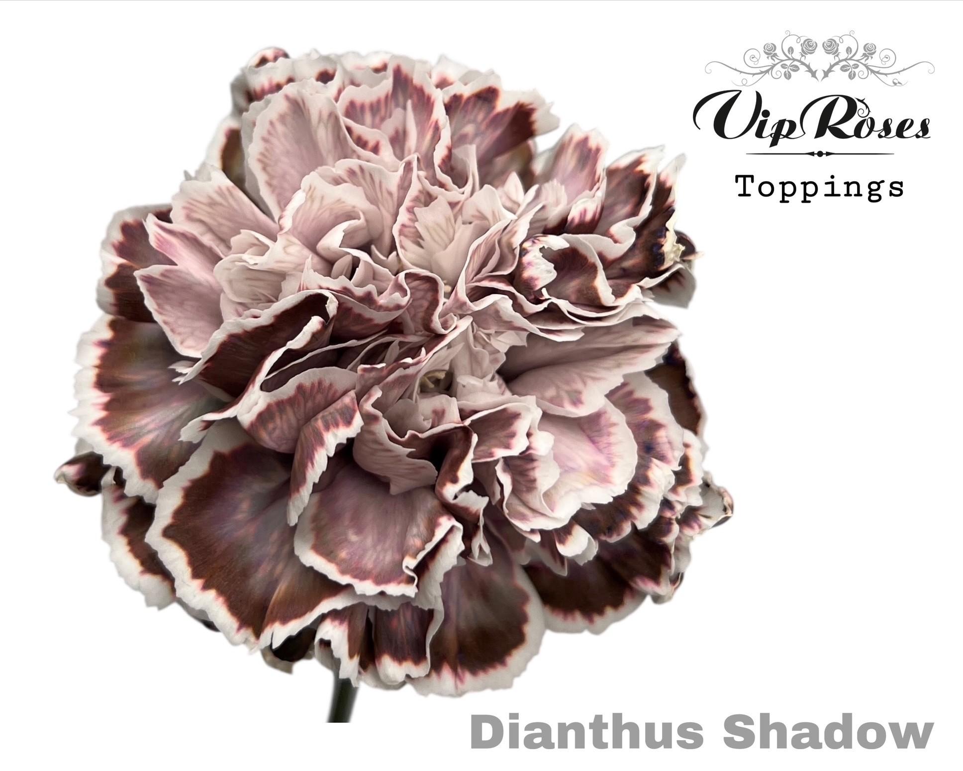 Срезанные цветы оптом Dianthus st paint shadow от 40шт из Голландии с доставкой по России